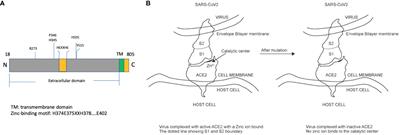 Utilizing noncatalytic ACE2 protein mutant as a competitive inhibitor to treat SARS-CoV-2 infection